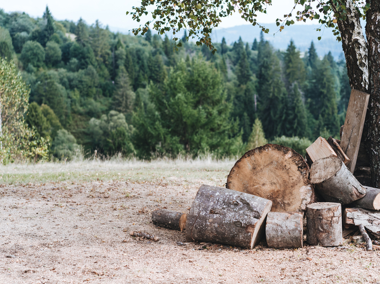 Сотни деревьев вырубят для застройки Гребного канала