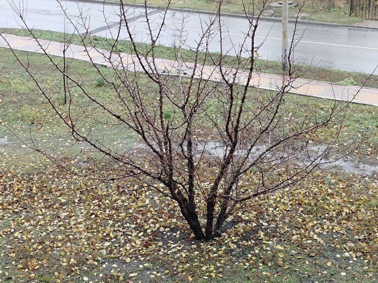 Сначала минус, а потом плюс: белгородцев предупредили о погоде во вторник