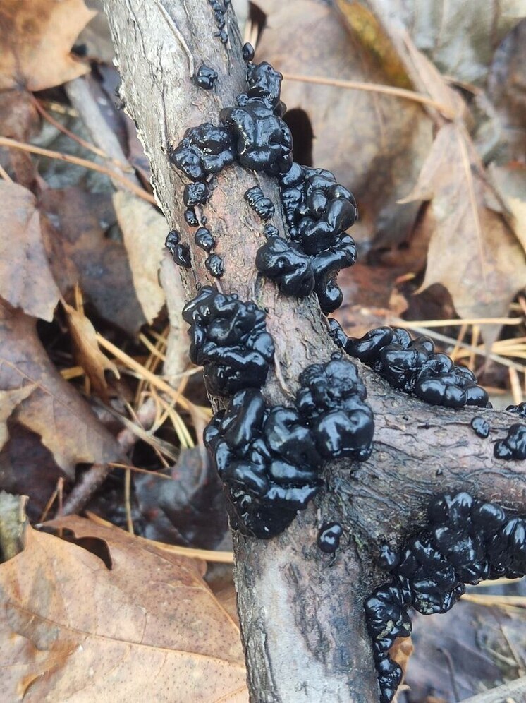 В заповеднике под Самарой показали необычный желеобразный гриб черного цвета