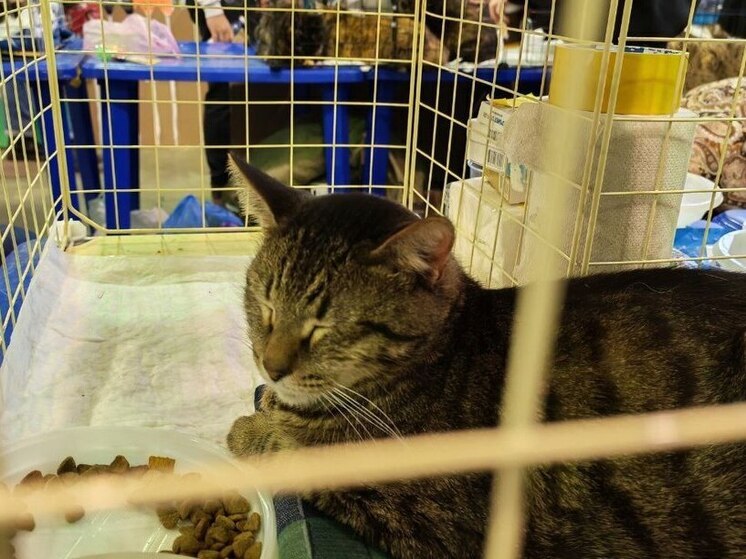 MX: длительное присутствие кошки в доме грозит владельцу развитием шизофрении