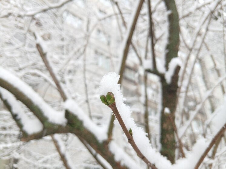 Набухшие почки на деревьях Петербурга припорошило ноябрьским снегом