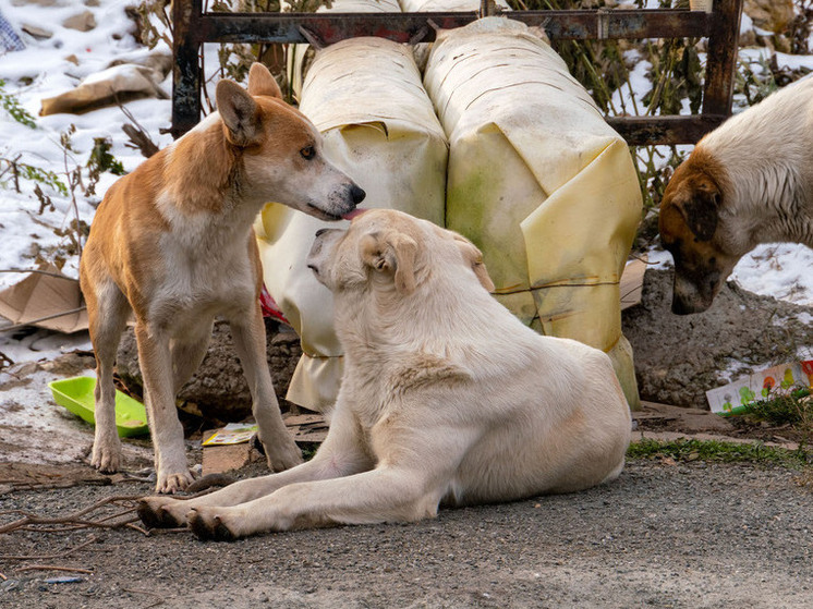 С мэрии Усть-Катава взыщут компенсацию детям, пострадавшим от бродячих собак