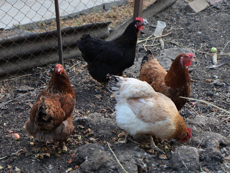 Эпидемиолог Альтштейн исключил распространение в России птичьего гриппа H5N5