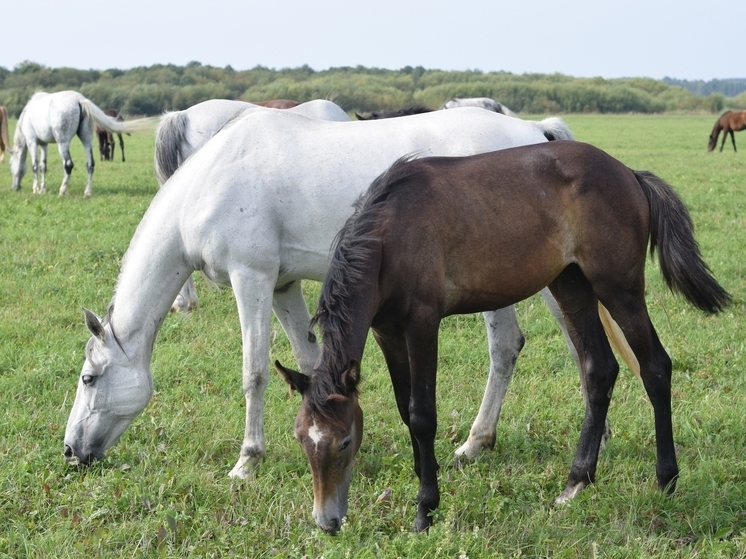Вельской агрофирме дали «добро» на разведение известной породы лошадей