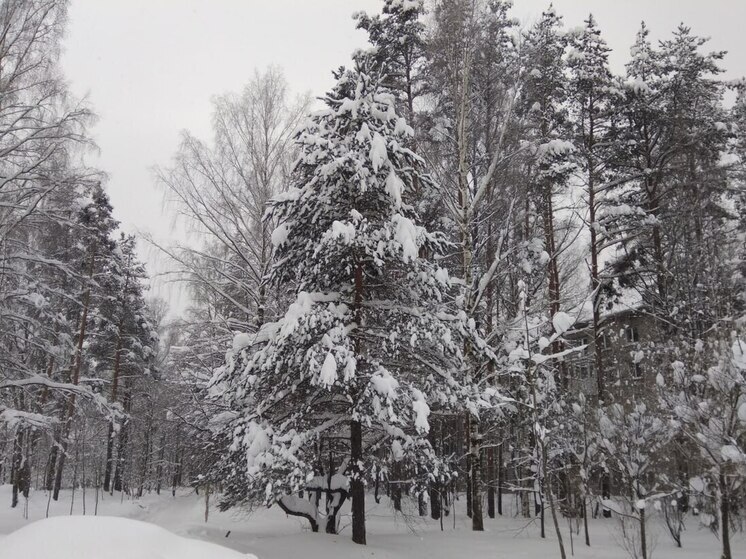 Ленинградцев 25 ноября ожидает снегопад и до -4 градусов