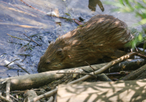 Неожиданное открытие, касающееся интимных предпочтений выхухоли, сделали подмосковные ученые