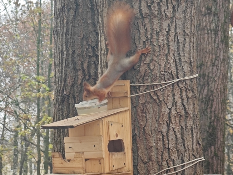 Шесть белок заселили в парке «Евковка» Вологды