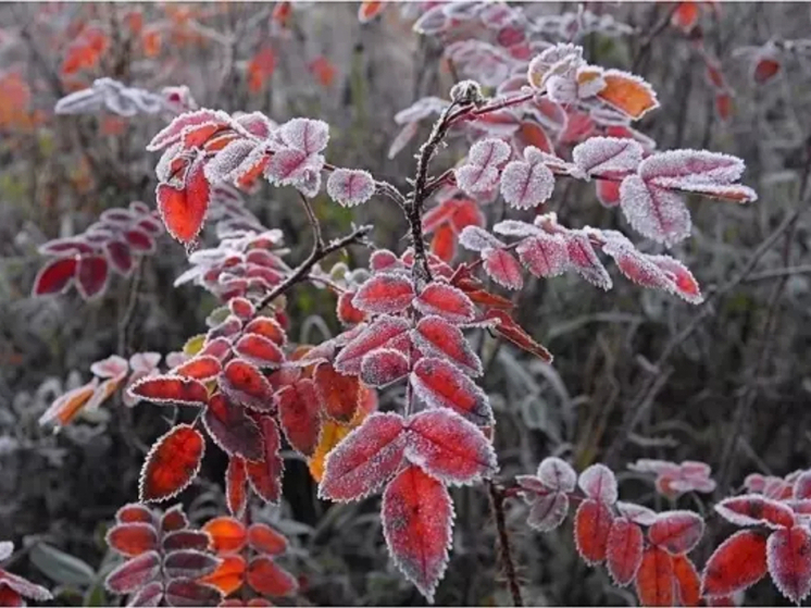 Заморозки придут в Ростовскую область в конце ноября