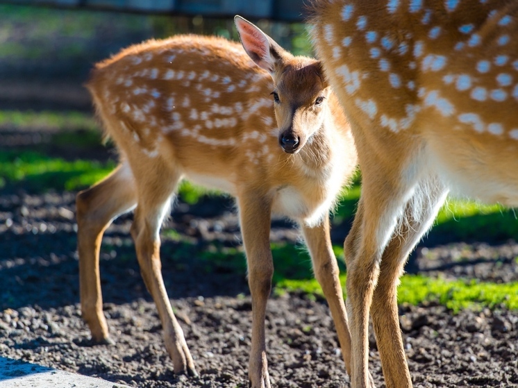 Россельхознадзор наказал предпринимателя за зоопарк без лицензии в Магнитогорске