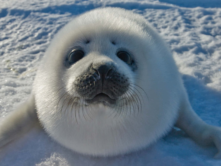 В соседнем с Карелией регионе спасли истерзанного собаками тюленя