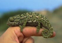 Партию редких экзотических животных, изъятых с нелегальной выставки в Зеленограде, передали в Московский зоопарк