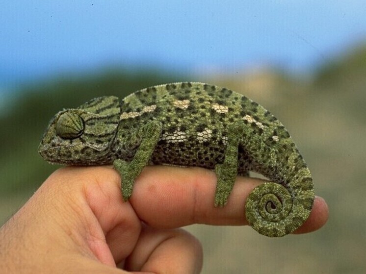 Партию редких экзотических животных, изъятых с нелегальной выставки в Зеленограде, передали в Московский зоопарк