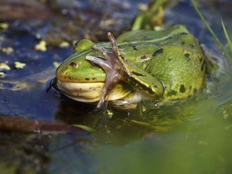 Власти Финлядии готовы превратить страну в болото ради дистанцирования от России