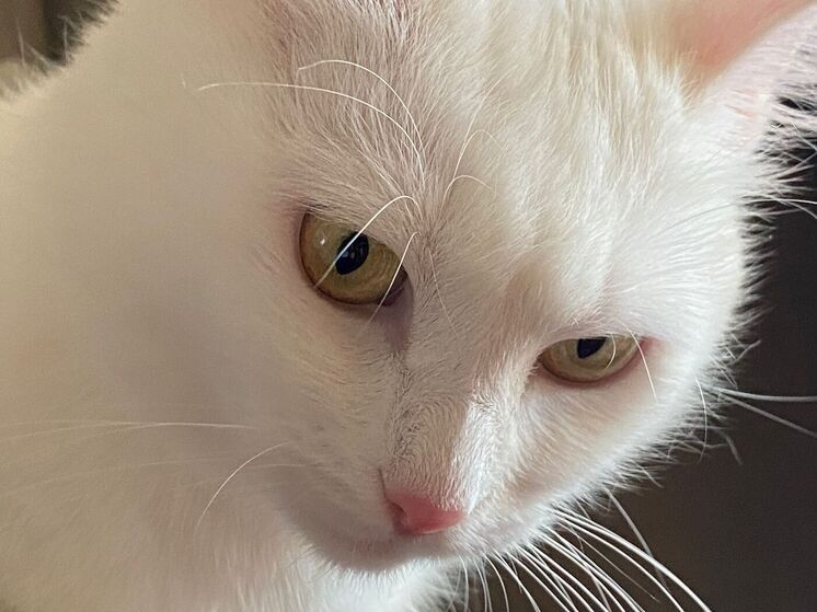 Учёные заявили о рисках развития шизофрении у владельцев кошек