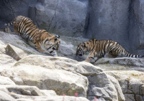 В Хабаровском крае отловили двух конфликтных краснокнижных амурских тигров, которые терроризировали жителей поселков Гвасюги, Среднехорский и Синда