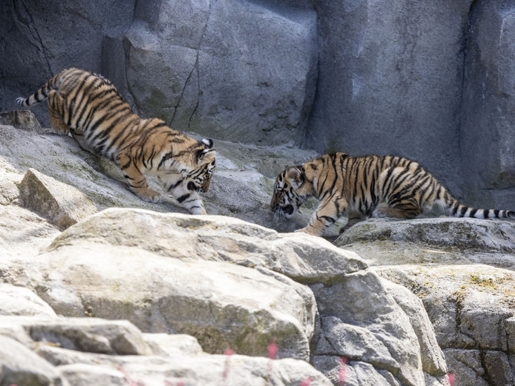 «Охотились на беспризорных собак»: Арамилев рассказал об отловленных конфликтных тиграх