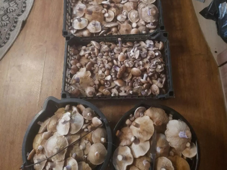 Названы районы донского региона, где больше всего грибов лиловоногая рядовка