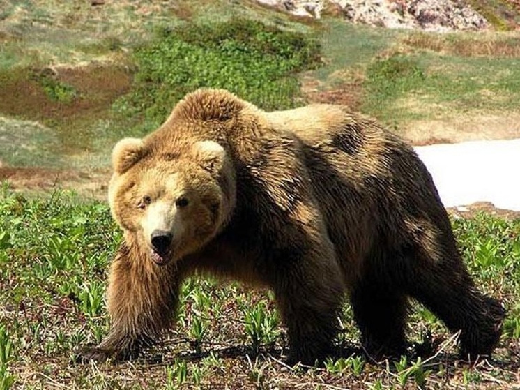 Сахалинским охотникам напомнили о сроках сдачи отчётов по бурому медведю