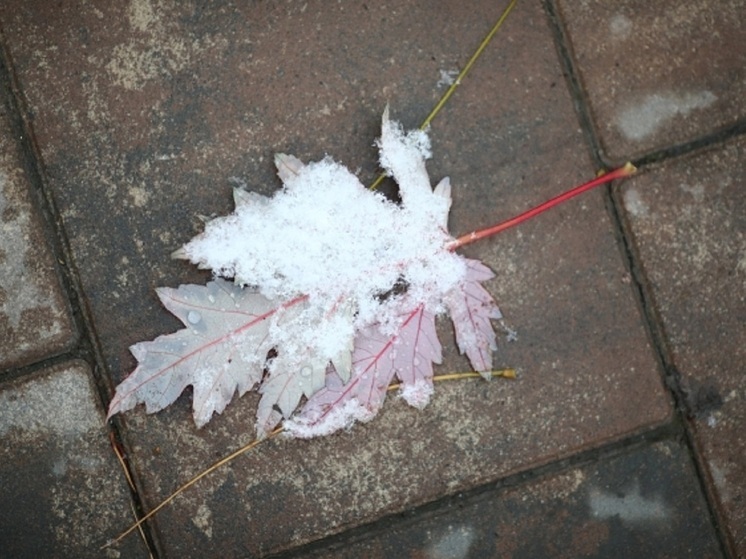 В Волгоградскую область в последнюю неделю ноября придут заморозки