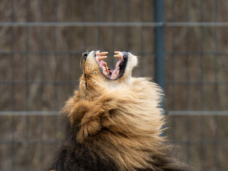 Гроукотт: львы ревут с разными "акцентами" в зависимости от страны проживания