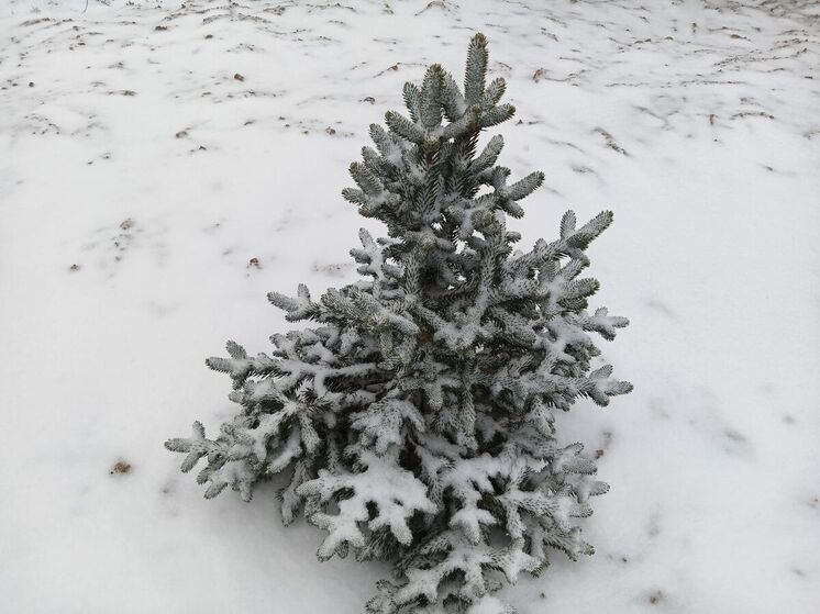 Температуру воздуха около 0 и снег пообещали синоптики Ленобласти 25 ноября
