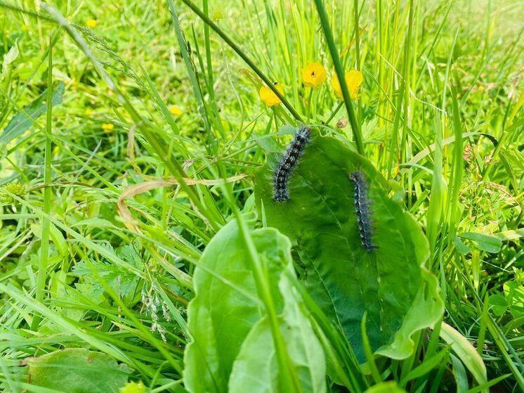 Очаг непарного шелкопряда в Рязанской области больше не представляет угрозы