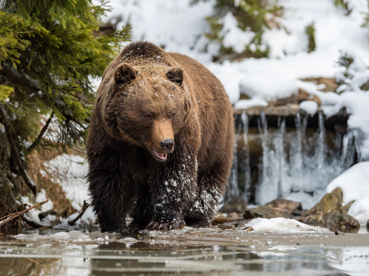 В лесах Удмуртии насчитали почти 1300 бурых медведей