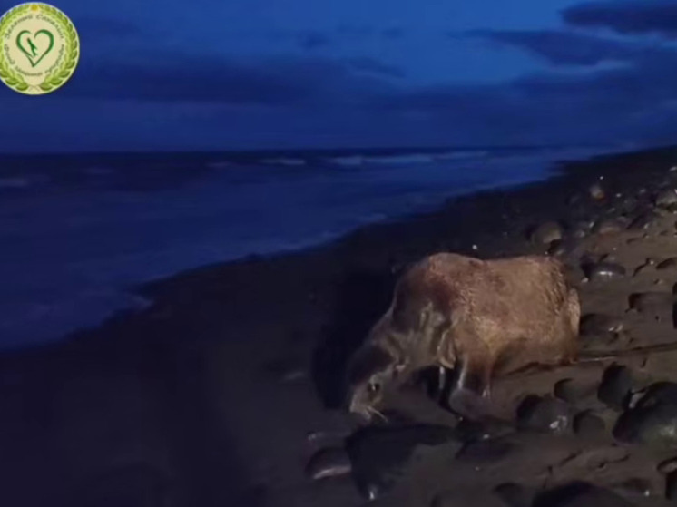 Сахалинские волонтеры выходили морского котика на побережье