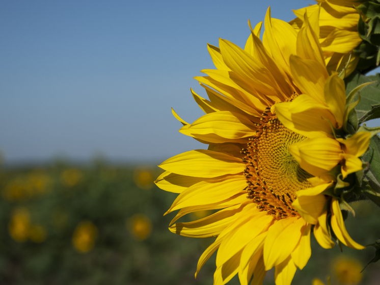 Более 240 тыс. тонн подсолнечника собрано в Курской области