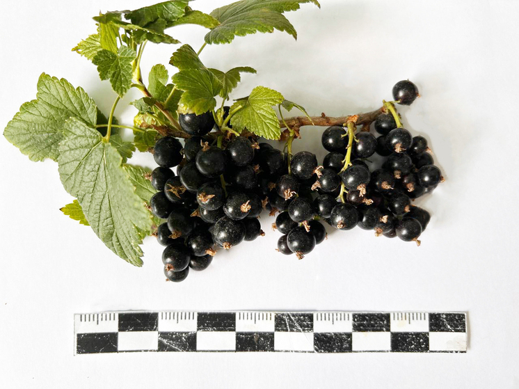 Ученые Бурятии вывели сорт смородины  с рекордным содержанием витамина С