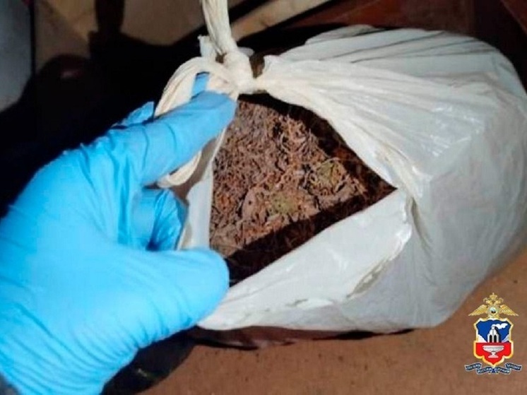 Житель Алтайского края хранил в заброшенном доме более четырех кг «дурман-травы»