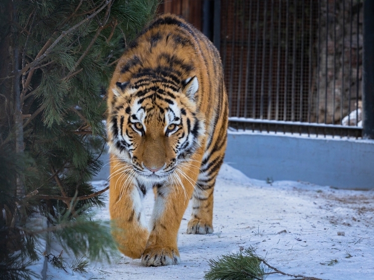 Амурская тигрица Рокси в красноярском зоопарке «Роев ручей» перешла на зимний режим