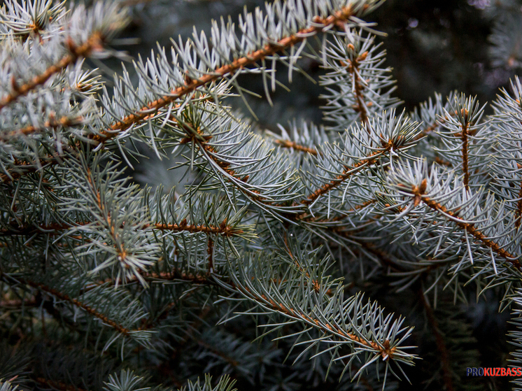 Первые партии новогодних елей в Кузбассе поступили в продажу