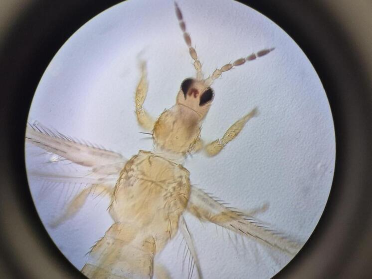 Специалисты алтайского филиала ЦОК АПК провели фитосанитарную проверку свежих срезов импортных цветов из Китая. По ее результатам они выявили в растениях редкий вид карантинного трипса.