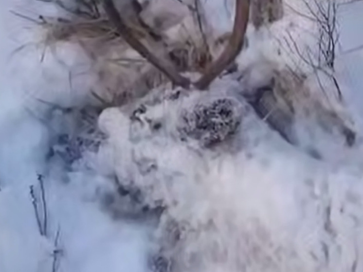 Бродячие псы истребляют северных оленей на Сахалине