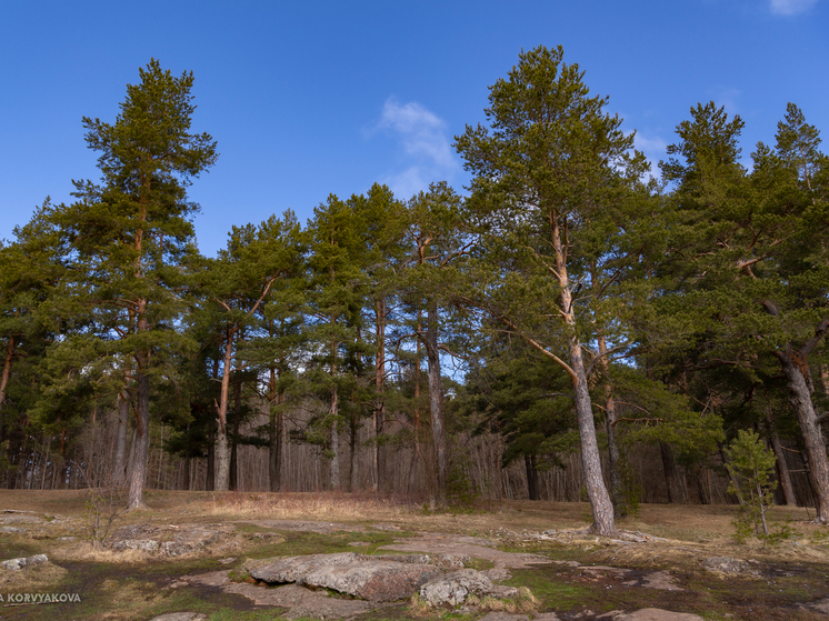 Карельский бизнесмен привлечен к ответственности за хранение зараженного леса