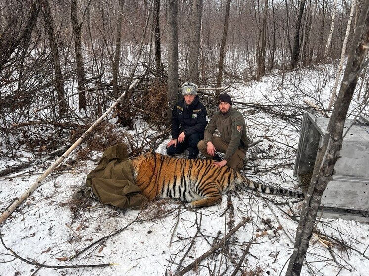 В Хабаровском крае отловили "конфликтного" тигра