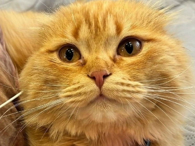 Кот вернулся в разрушенный дом после подрыва ракеты ATACMS в Воронеже