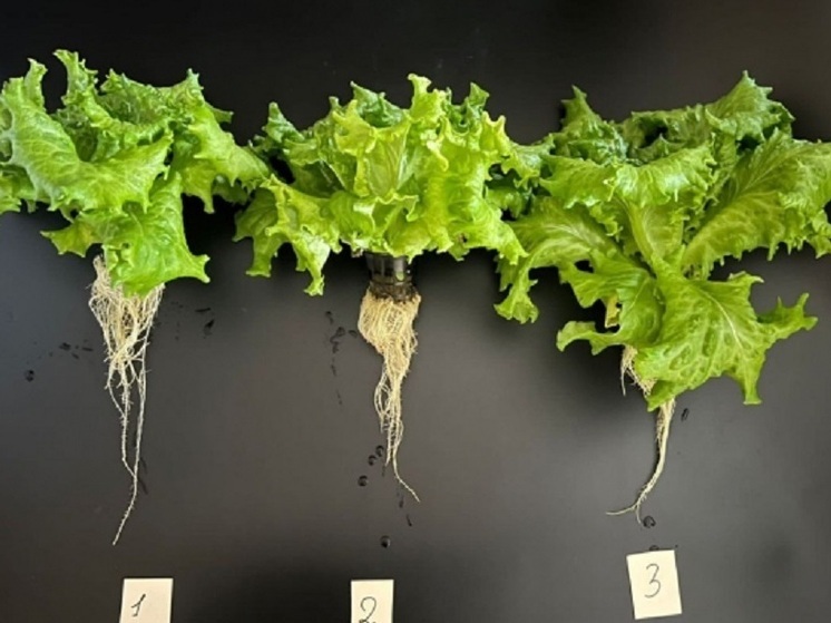 Ученые и фермеры Карелии объединят усилия для создания «совершенного салата»