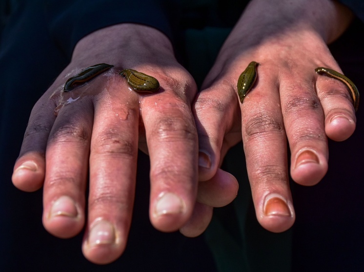 SHOT: Пиявки искусали российскую туристку в лесу на Шри-Ланке