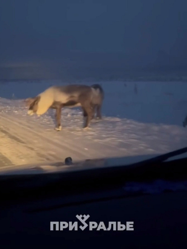 Олени создают аварийные ситуации на дороге Аксарка — Салехард