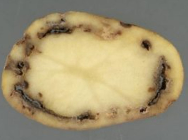 Россельхознадзор предупреждает курян об опасной болезни картофеля