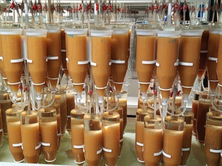 На рыбоводном заводе в Бурятии провели осеннюю инвентаризацию икры омуля