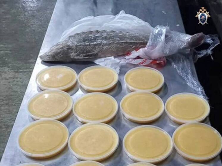 На покупке краснокнижного осетра попалась начальница цеха в Аксарке