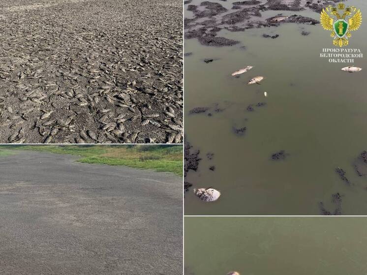 В Белгородской области из-за незаконной дамбы погибло более 3,2 тысяч карасей