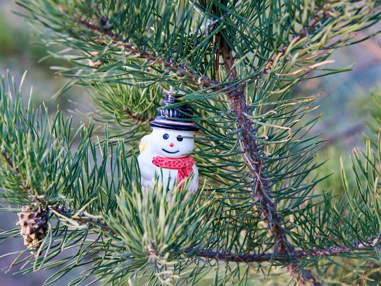 В Новосибирской области стартовала всероссийская акция «Ёлка желаний»