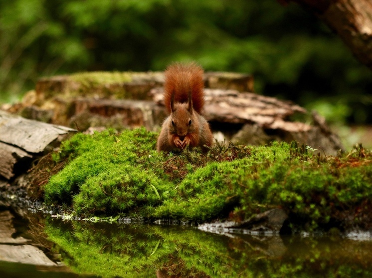 Правительство РФ утвердило расширение территории Хопёрского заповедника в Воронежской области