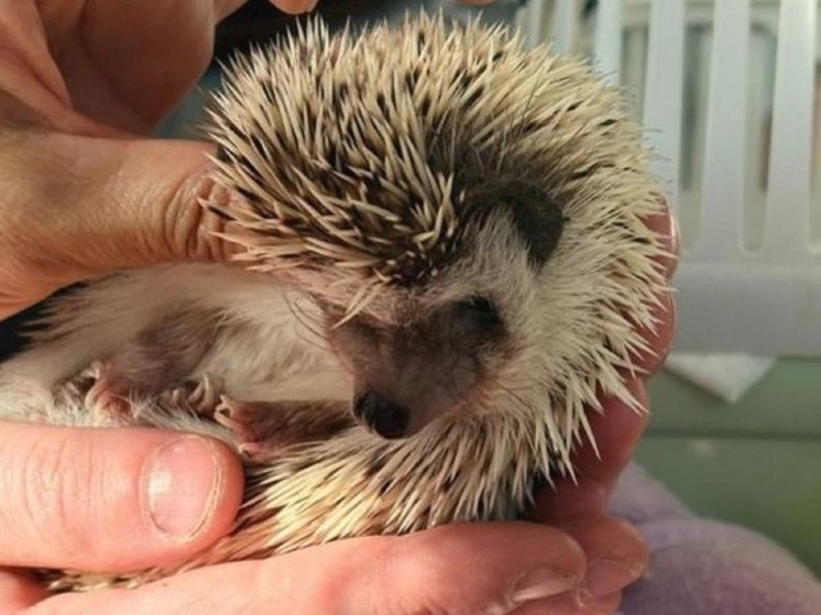 На прием к ветеринарам Элисты принесли ежика