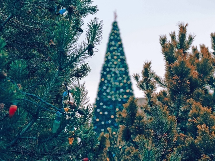 На установку большой новогодней ели в Щекино потратят 10 млн рублей