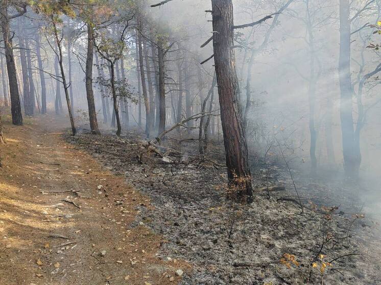 На Кубани потушили два лесных пожара